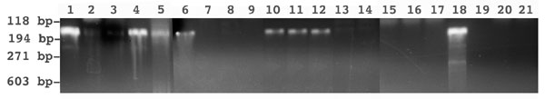 Figure 2. Detection of European bat Lyssavirus 1 RNA in bats by nested reverse transcription-polymerase chain reaction (PCR)....