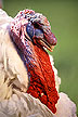 Large White turkey male