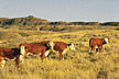 Hereford cattle