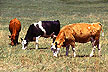 Dryland grazing on the Great Plains