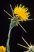 Close-up of yellow starthistle