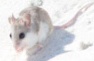 Alabama Beach mouse. Credit: USFWS