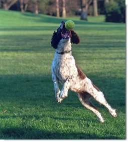 Spot leaps to catch a tennis ball on the South Lawn, April 3, 2001.  White House photo by Eric Draper