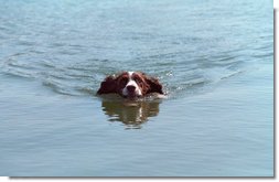 Spot goes for a swim at the Bush Ranch in Crawford, Texas, April 15, 2001.  White House photo by Eric Draper