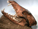 From the Quaternary in Kansas © 2005 The Virtual Fossil Museum (webmaster@fossilmuseum.net)