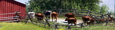 Image of cows walking down the trail.