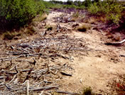 Exposed mine tailings - 'slickens'