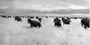 Historic image of cattle drive.