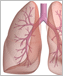 an illustration of a human lung.