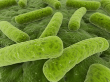 Scanning electron micrograph of microbes that may be found in the gut.