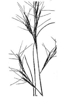 Line Drawing of Aristida purpurea Nutt. var. parishii (Hitchc.) Allred