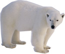 Single polar bear thumbnail