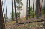 Fire behavior in a small area that was thinned: Fire burns low and on the ground 
