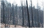 These severe fires destroy forests, killing trees, sterilizing soils and accelerating erosion