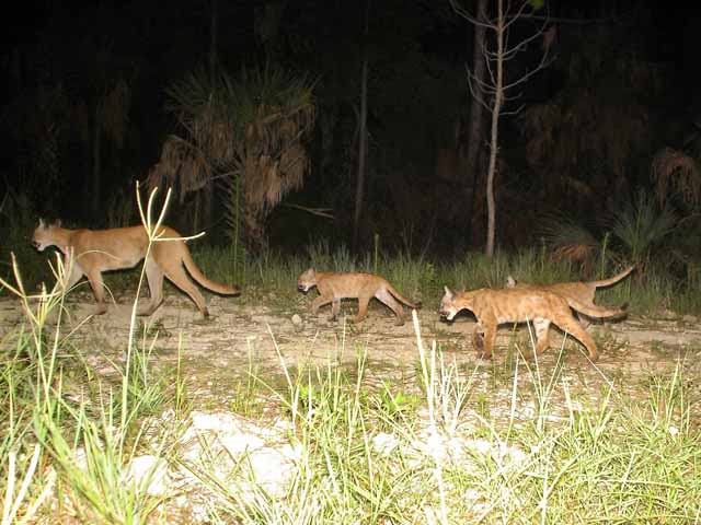 Photograph of an adult Florida panther with three cubs, running down a trail at night, lit by a floodlight.