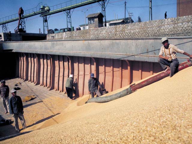 Workers are unloading wheat from a cargo ship. 