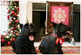 Barney and Miss Beazley make a visit to the Red Room at the White House, Wednesday, Nov. 29, 2006, to see the holiday decorations.