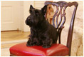 Barney listens to President George W. Bush during a meeting in the Oval Office, Friday, Dec. 1, 2006, to discuss plans for the 2006 Barney Cam.