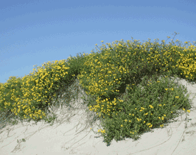 Flowers on a dune