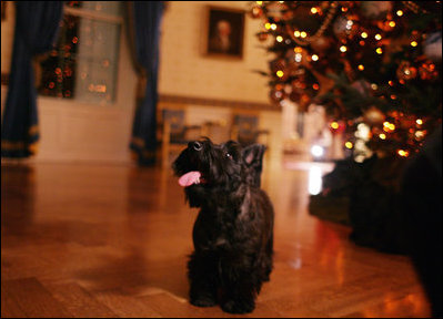 Miss Beazley marvels at all the Christmas lights and decorations in the Blue Room of the White House, Wednesday, Nov. 28, 2007.