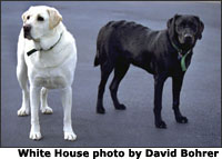 Vice President Dick Cheney's Labrador Retrievers, Dave (left) and Jackson (right), stand by their house at the Naval Observatory May 19, 2002. White House photo by David Bohrer.