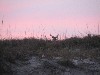 Buck among the sea oats