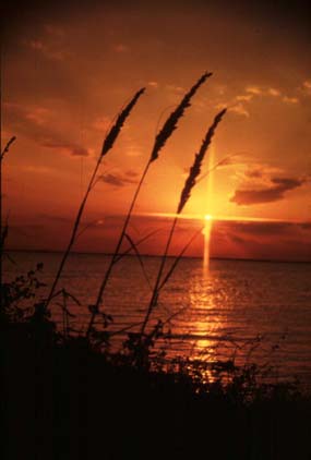 Sea oats and sunrise over the Gulf of Mexico