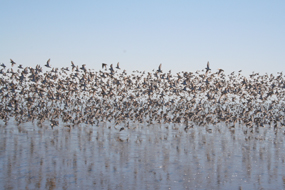373,000 Western Sandpipers on the Laguna Madre adjacent to the park boundary in January 2006.