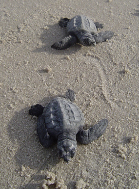 Two Kemp's ridley hatchlings