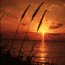 Sea oats with sunrise over the Gulf of Mexico