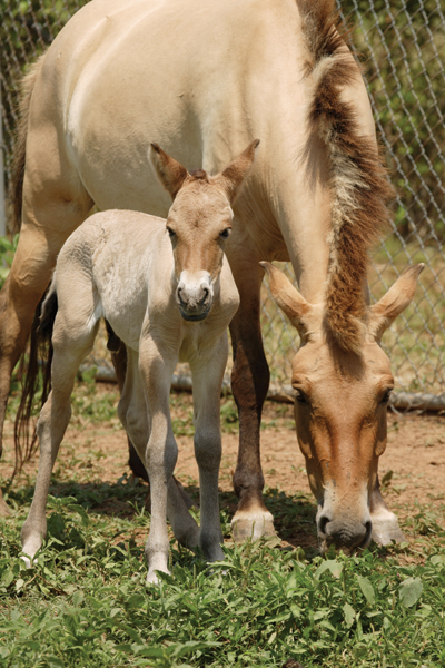 Przewalski's horses--mother and foal