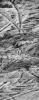 Highest Resolution Image of Europa