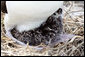 An albatross chick makes its home at Midway Atoll. The island is visited by almost two million birds every year. President Bush designated the Northwest Hawaiian Islands as a national monument June 15, 2006, and is the single largest conservation area created in U.S. history and is the largest protected marine area in the world. White House photo by Shealah Craighead