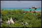 Mrs. Laura Bush toured Midway Atoll and viewed many albatross birds on the Northwest Hawaiian Islands National Monument, Thursday March 1, 2007. The short-tailed albatross facing the camera is a long-time resident of the island and standing with two decoy birds. "He's been here about five years," said Mrs. Bush of the lonely bird. "He's 20 years old. They know because he was banded in Japan on the island where he was. Of course, they are hoping to attract some young short-tailed albatross. That's why the decoys are here also, so there will be a mating pair here." President Bush designated the Northwest Hawaiian Islands National Monument on June 15, 2006, and is the single largest conservation area in U.S. history and the largest protected marine area in the world. White House photo by Shealah Craighead
