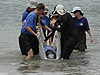 Beached mellon-headed whale at Kennedy.