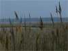 Photo of reeds along the Chesapeake