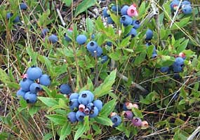 Blueberries are delicious at Pictured Rocks National Lakeshore.
