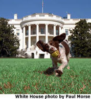 Photo of Spotty running on White House lawn with tennis ball in her mouth, White House photo by Paul Morris