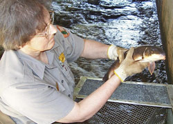 Aquatic ecologist removing white sucker from a fish trap during a fishing sampling project.