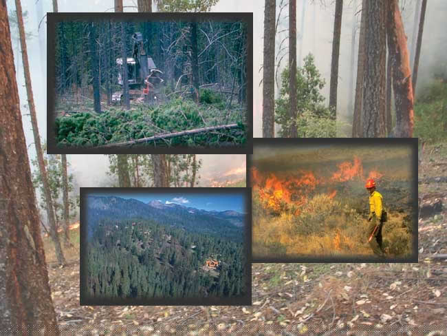 Collage of photos showing forested land.