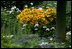 Rocky Mountain White Geraniums and Dustly Miller dot the wooded landscape dominated by the bright Priaire Sun Rydbeckia in the East Garden.