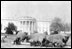 Woodrow Wilson's sheep graze on the South Lawn, 1918.