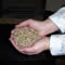 hands holding wood pellets