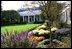 Salvia’s purple hues balance the Chrysanthemums’ orange flair in the Jacqueline Kennedy Garden of the White House gardens during the 2004 season.