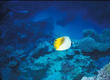 Angelfish swimming off JACADS - Click to see a larger image with further description