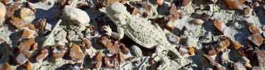 Horned Lizard