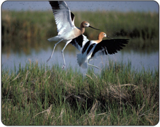 Partnering with other conservation groups the department will be able to collect scientific data to monitor and document changes in numbers and distribution across landscapes. Interior agencies will also engage citizens in protecting birds though urban bird “treaties,” which help city dwellers to understand the needs and stressors of birds.