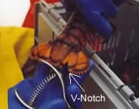 An observer v-notches a lobster on-board a commercial vessel.