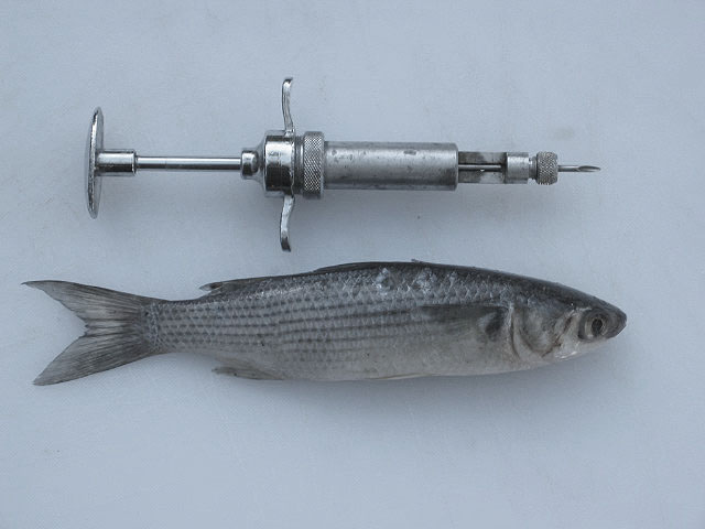 Striped mullet, tagged as part of the tag / tag reader verification