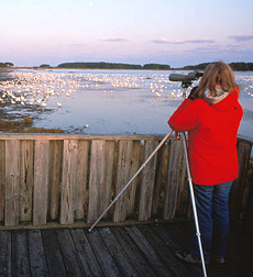 A visitor observes snow geese at Chincoteague NWR. Credit: John and Karen Hollingsworth